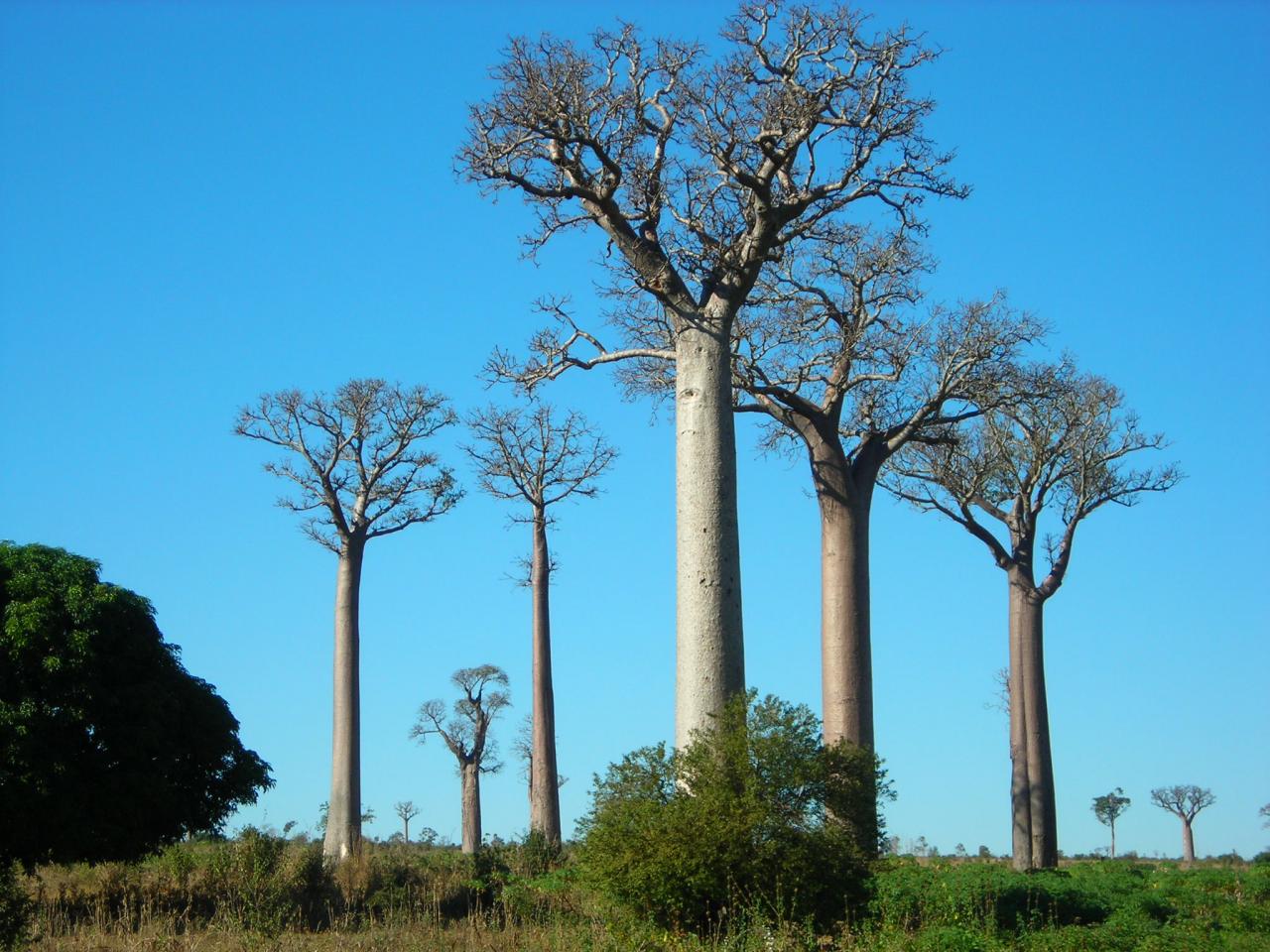 les baobabs